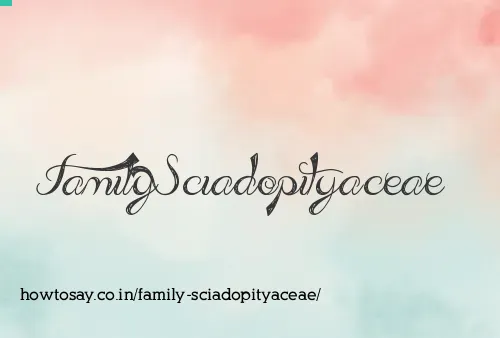 Family Sciadopityaceae