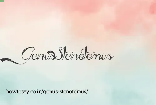 Genus Stenotomus